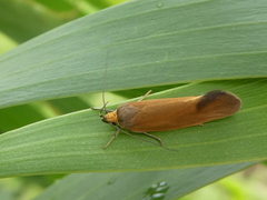 Delexocha ochrocausta