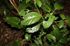 Dendrocnide photiniiphylla