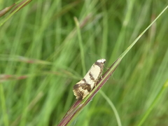 Olbonoma triptycha