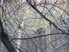 Erithacus rubecula
