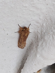 Ptilophora plumigera