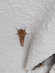 Ptilophora plumigera