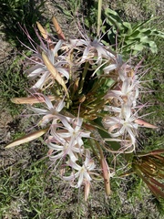 Crinum buphanoides image