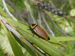 Ellipsidion australe