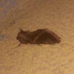 Chrysodeixis chalcites