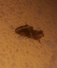 Chrysodeixis chalcites