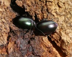 Chalcopteroides