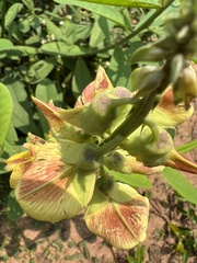 Crotalaria spectabilis