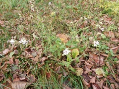 Microbotryum lychnidis-dioicae