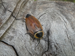 Ellipsidion australe