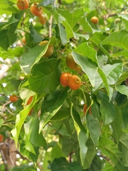 Campomanesia xanthocarpa