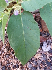 Solanum ellipticum