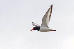 Haematopus ostralegus