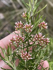 Ozothamnus thyrsoideus