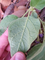 Solanum ellipticum