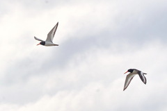 Haematopus ostralegus
