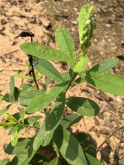 Crotalaria spectabilis
