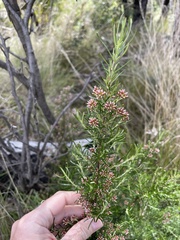 Ozothamnus thyrsoideus