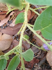 Solanum ellipticum
