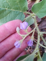 Solanum ellipticum