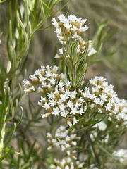 Ozothamnus thyrsoideus