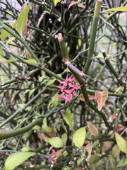 Clinacanthus nutans