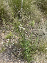 Ozothamnus thyrsoideus