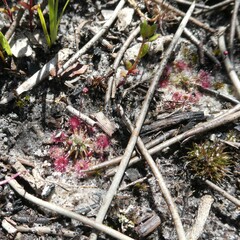 Drosera pygmaea