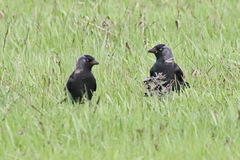 Corvus monedula