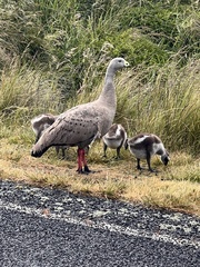 Cereopsis novaehollandiae