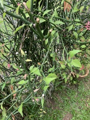 Clinacanthus nutans