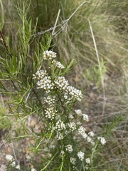 Ozothamnus thyrsoideus