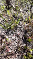 Drosera pygmaea