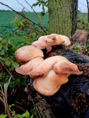 Phyllotopsis nidulans