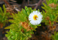 Darwiniothamnus lancifolius