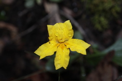 Goodenia lanata
