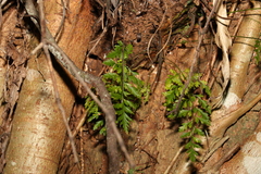 Davallia solida pyxidata