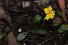 Goodenia lanata