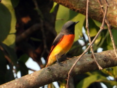 Pericrocotus cinnamomeus