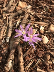 Colchicum stevenii
