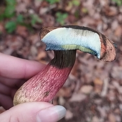 Neoboletus erythropus