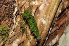 Davallia solida pyxidata
