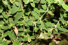 Pimelea altior