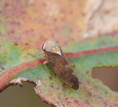 Brunotartessus fulvus