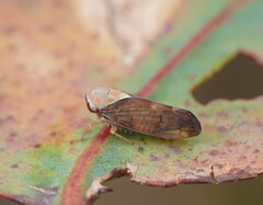 Brunotartessus fulvus