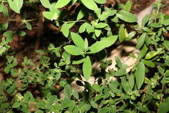 Pimelea altior