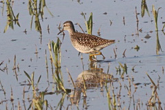 Tringa glareola