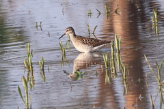 Tringa glareola
