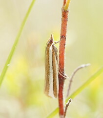 Corynophora lativittalis