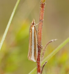 Corynophora lativittalis